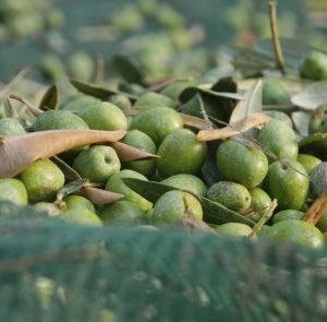 How to recognise a quality oil