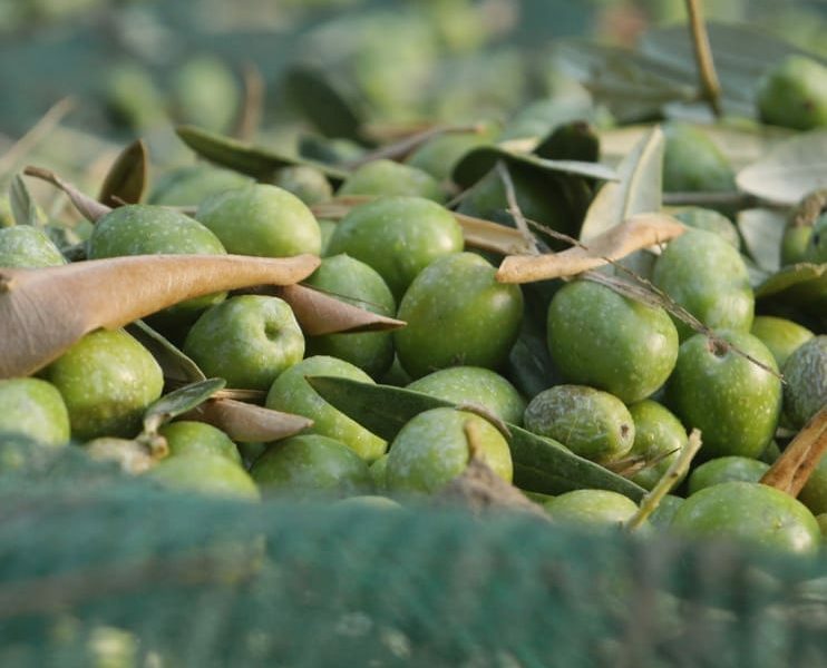 How to recognise a quality oil