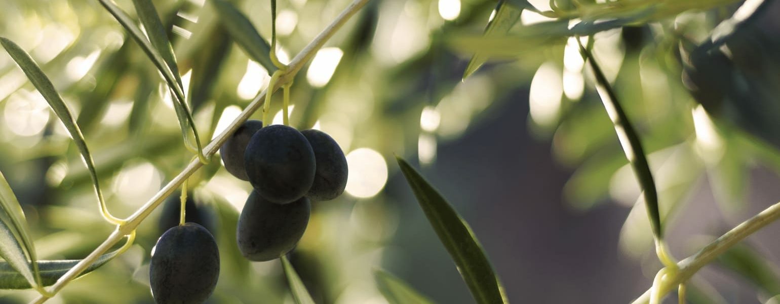 Le classificazioni degli oli