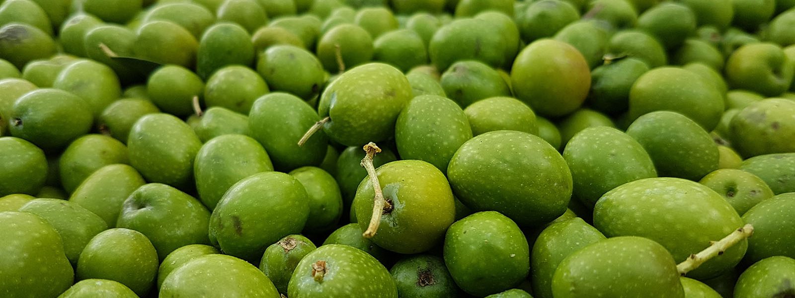 Jak przechowywać oliwę