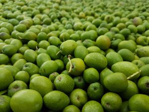 Jak przechowywać oliwę