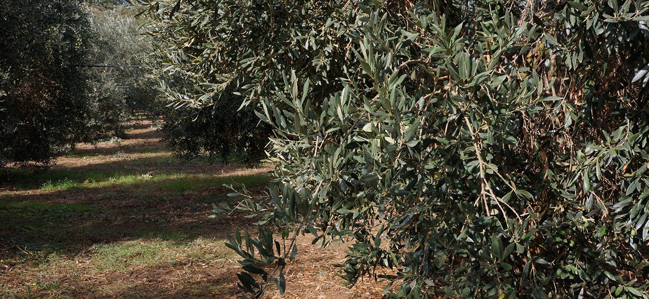 Il benessere nell’extravergine