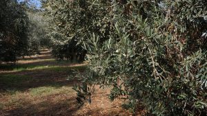 Il benessere nell’extravergine