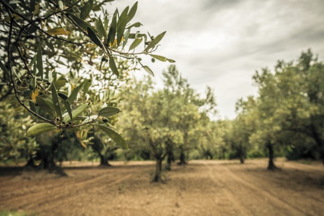 Monini è leader di sostenibilità 2023
