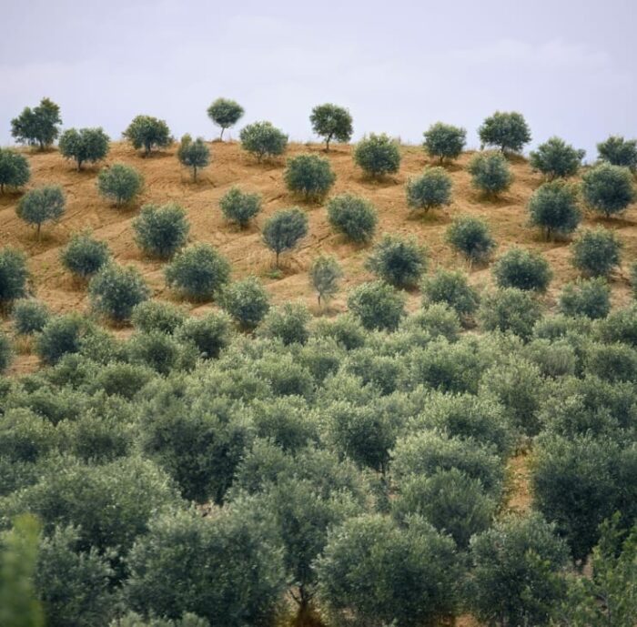 Production d’Huile d&rsquo;olive
