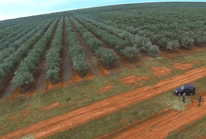 Monini groves down under